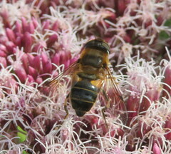 Eristalis pertinax