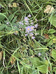 Symphyotrichum ciliolatum