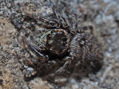 Evarcha