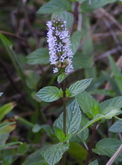 Mentha spicata