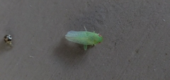 Gyponana
