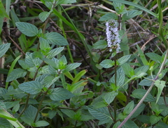 Mentha spicata