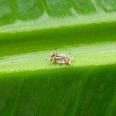 Limacodidae