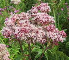 Eupatorium cannabinum