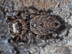 Evarcha