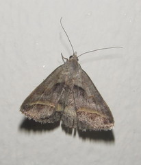 Acantholipes trimeni
