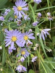 Symphyotrichum ciliolatum
