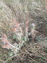 Leonurus quinquelobatus