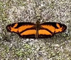 Castilia eranites