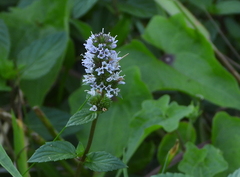 Mentha spicata