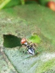 Crematogaster scutellaris