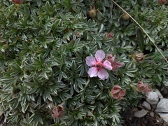 Potentilla nitida