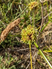 Cyperus eragrostis