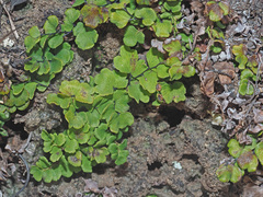 Adiantum capillus-veneris