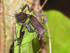 Pseudomictis distinctus