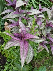Strobilanthes auriculata dyeriana