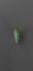 Gyponana