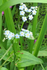 Myosotis scorpioides