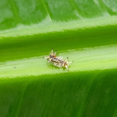 Limacodidae