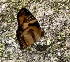 Castilia eranites