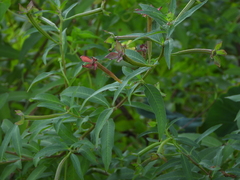 Ludwigia octovalvis