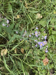 Symphyotrichum ciliolatum