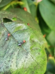 Crematogaster scutellaris