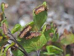 Adiantum capillus-veneris