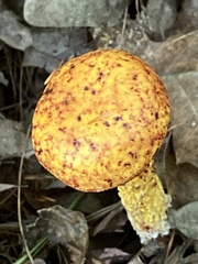 Aureoboletus