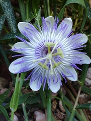 Passiflora foetida