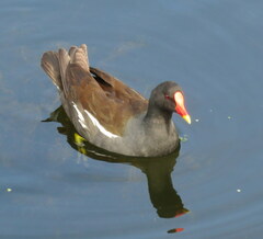 Gallinula chloropus