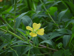 Ludwigia octovalvis