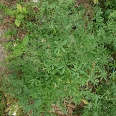 Galium intermedium