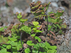 Adiantum capillus-veneris
