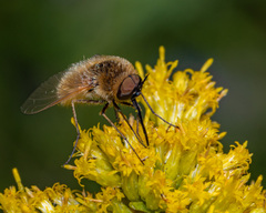 Sparnopolius confusus