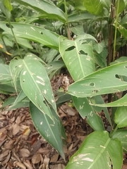 Gasteracantha cancriformis