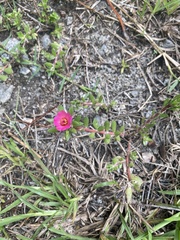 Portulaca amilis