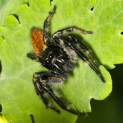 Carrhotus xanthogramma