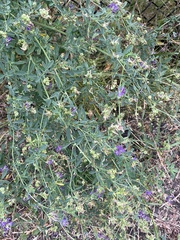 Medicago sativa