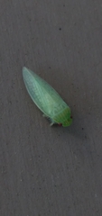 Gyponana