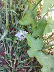 Passiflora foetida