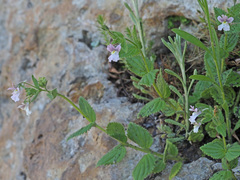 Nemesia caerulea