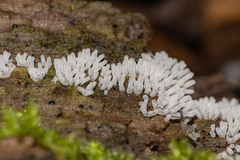 Ceratiomyxa