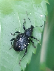 Otiorhynchus gemmatus