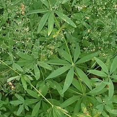 Galium intermedium