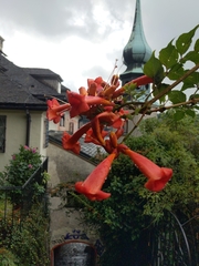 Campsis radicans