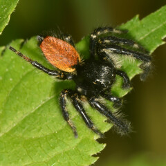 Carrhotus xanthogramma