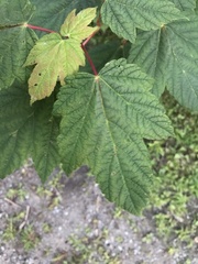 Acer spicatum