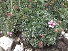 Potentilla nitida