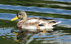 Anas platyrhynchos